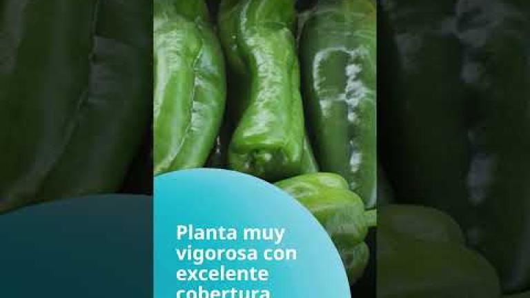 Semillas de Pimiento Syngenta para Centroamérica, Caribe y Países Andinos
