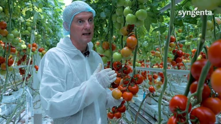 Clobella (TIAC23-0011), a new vine tomato with all the qualities for the chain
