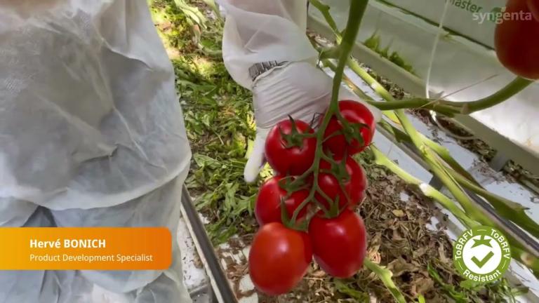 TIAM23-4621: une tomate allongée résistante au ToBRFV