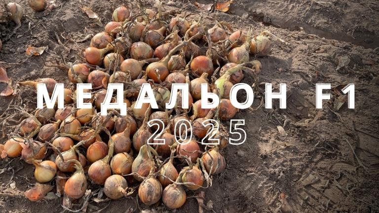 🧅Вырастить лук «не благодаря, а вопреки» 💪🏼