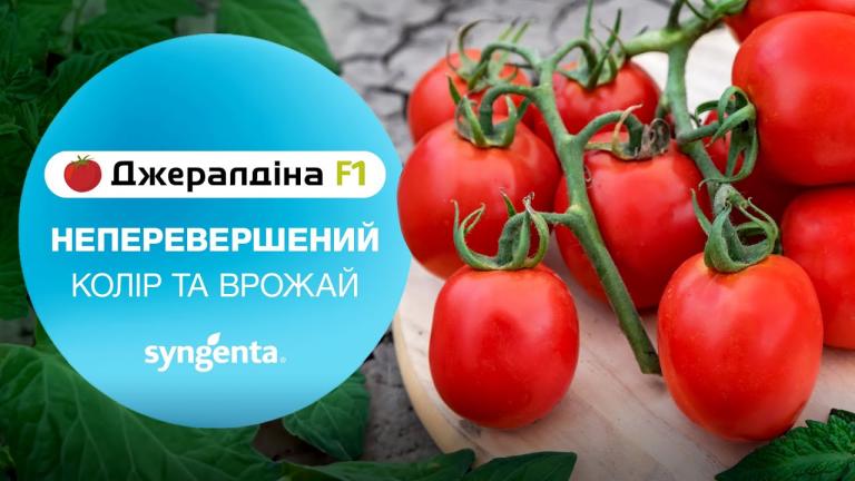 Новинка! Детермінантний томат 🍅Джералдіна