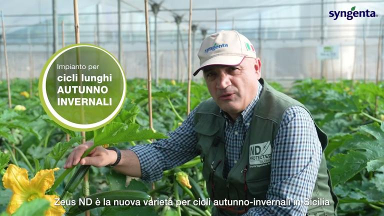 ZEUS ND: La novità di Zucchino resistente al New Delhi Virus per la Sicilia
