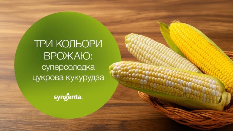 Суперсолодка цукрова кукурудза Sh2: жовта, біла й біколор