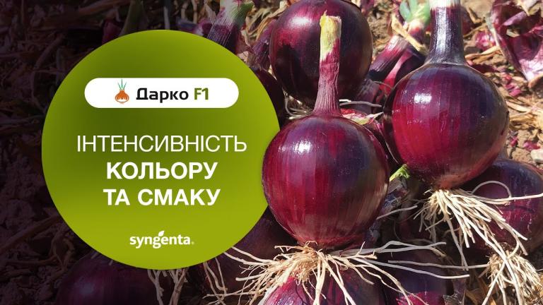 Цибуля Дарко! Інтенсивність кольору та смаку🧅