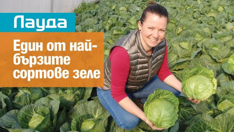 Лауда: един от най-бързите сортове ранно зеле