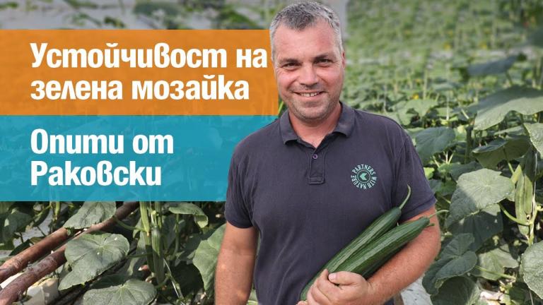 Висока устойчивост на зелена мозайка: Опити от Раковски