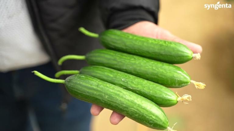 Syngenta Egypt - Moonlex Cucumber