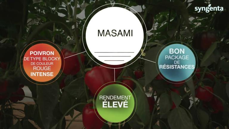 Masami, le nouveau poivron rouge qui franchit toutes les étapes d'excellence