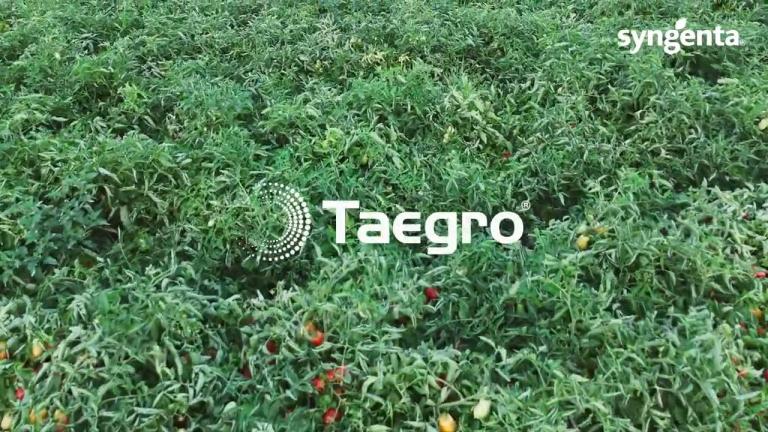 L'offerta di Syngenta per la difesa, tradizionale e integrata, delle orticole