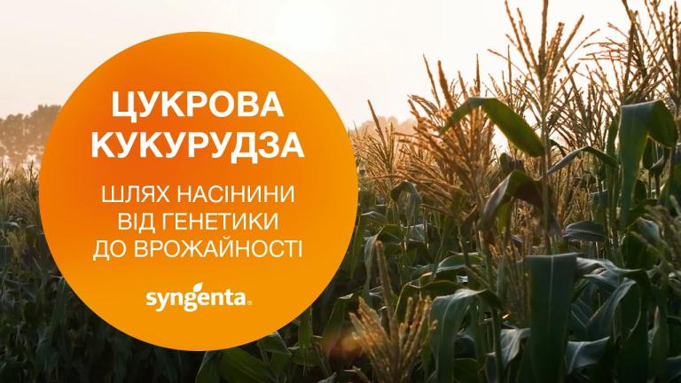 Цукрова кукурудза. Шлях насінини від генетики до врожайності.