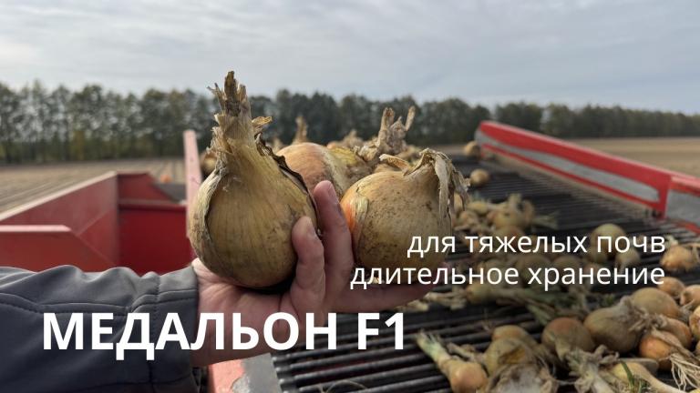 🧅 Урожай 2025 Медальон F1 в Могилевской области