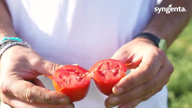 Le Piattaforme VEG di Syngenta (Short Version)