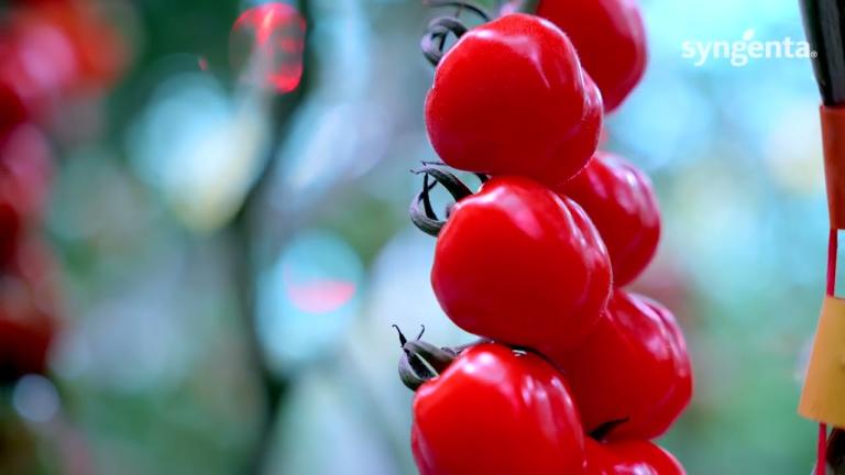 Delistar (TIAM24-5069), the plum cherry truss tomato that combines taste, quality and production