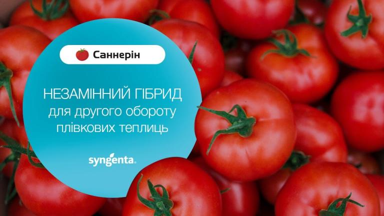 Томат Саннерін для другого обороту плівкових теплиць