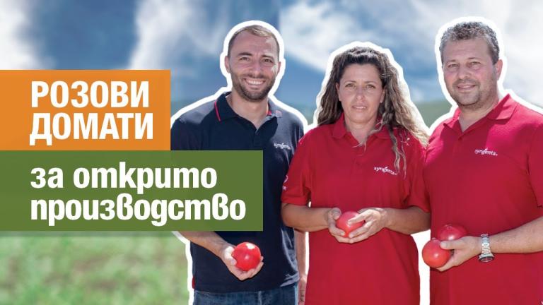 Розови домати за открито производство Пинк а лишъс и Хепинет