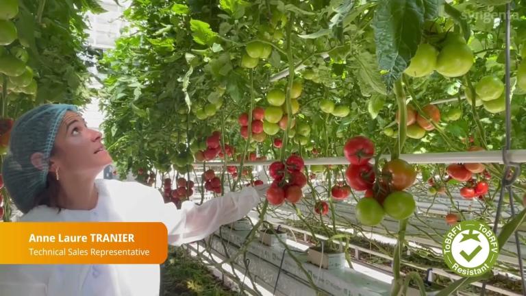 Climundo : La référence grappe résistante au ToBRFV