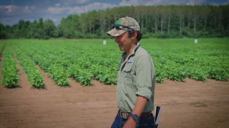 Garden Beans with High Yield Potential and Great Taste