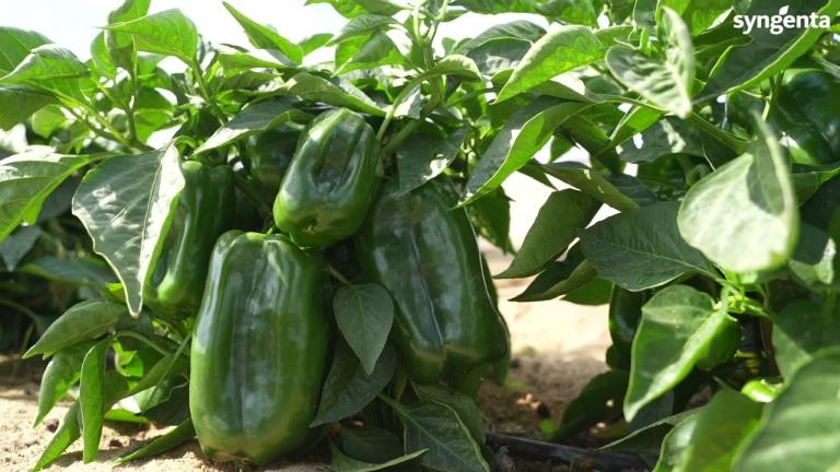 Syngenta Egypt - Toriano Pepper