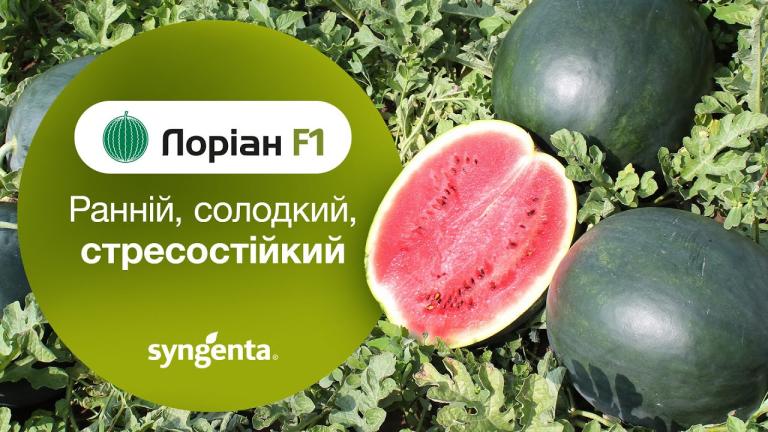 Кавун 🍉Лоріан! Новинка!