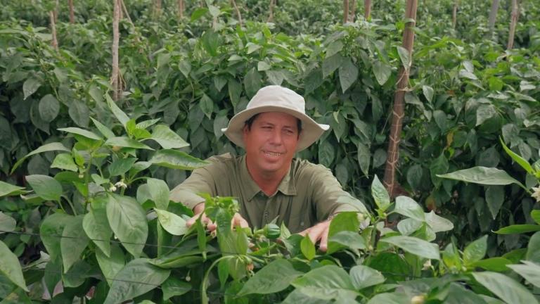PIMIENTOS HECHOS A TU MEDIDA- JOSE LUIS ESPINAL- AGRICOLA SOL Y AVENAS