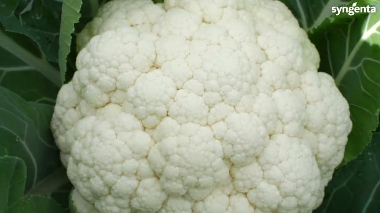 Syngenta Egypt - Cauliflower Andromeda