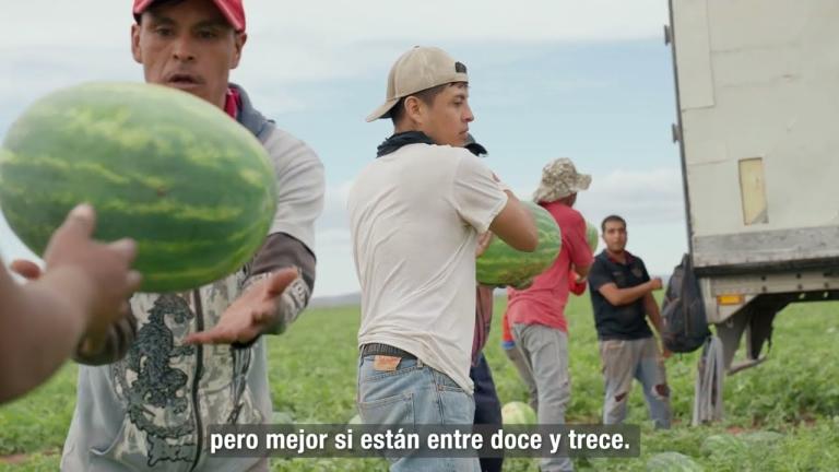 I LOVE WATERMELON SYNGENTA- Peter Heinrichs- Ojinaga, Chihuahua