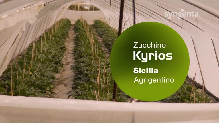 Kyrios Agrigento - Sanità e precocità produttiva in autunno