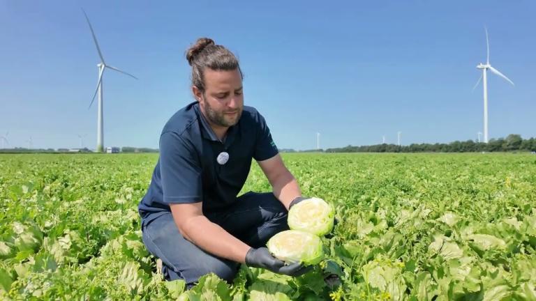 Feldreport Juni | Eissalat Ice Country | Gemüsesaatgut | Syngenta