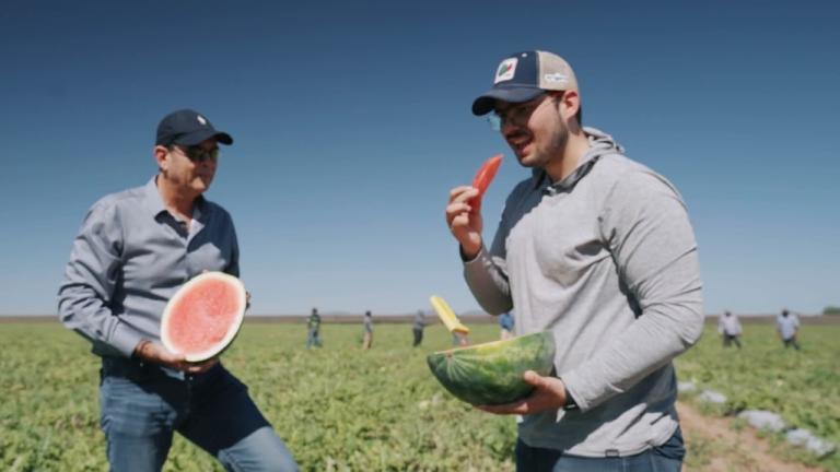 I LOVE WATERMELON SYNGENTA- Guadalupe de Guaymas- Guaymas Sonora