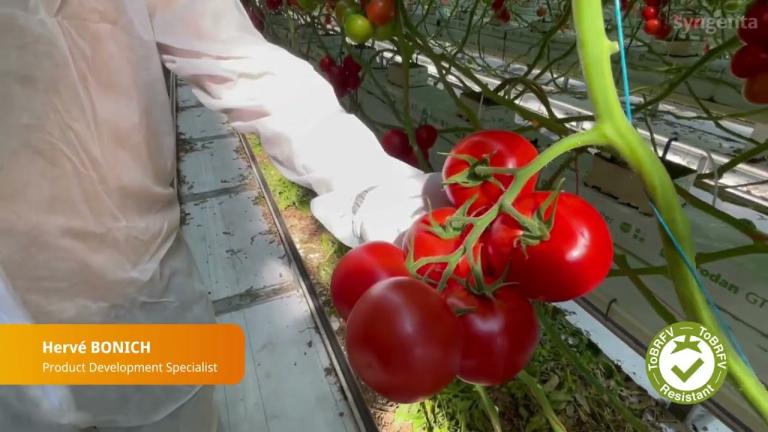 TIAC23-0009 : La grappe ToBRFV tout terrain : flexibilité et productivité
