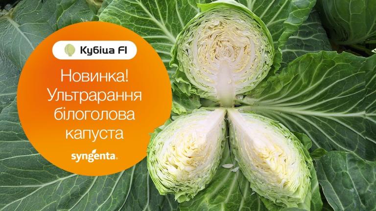 Ультрарання капуста Кубіца