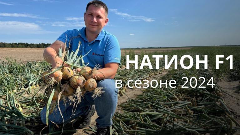 🧅 Результат выращивания лука НАТИОН F1 в условиях сезона 2024 💥