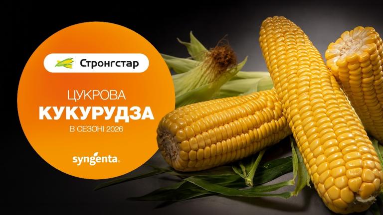 Секрет раннього врожаю кукурудзи: огляд гібриду Стронгстар від Syngenta🌽