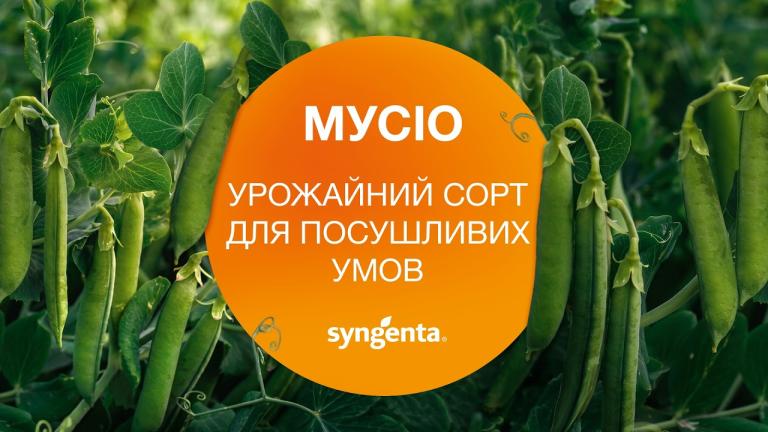 Горох овочевий Мусіо