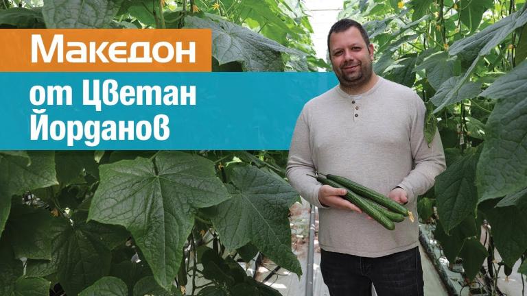 Краставица Македон от Цветан Йорданов
