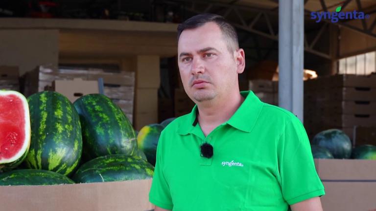 Pepenii Syngenta: ce cred fermierii despre Mirsini?