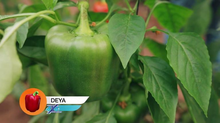 SYNGENTA PIMIENTOS HECHOS A TU MEDIDA- LORENZO RODRÍGUEZ- SAN ISIDRO- DEYA
