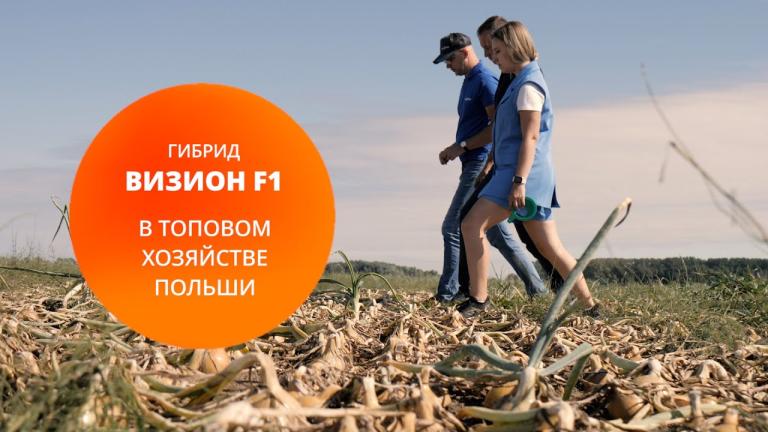 Лук Визион F1 – Лидер в длительности хранения