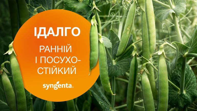 Горох овочевий Ідалго