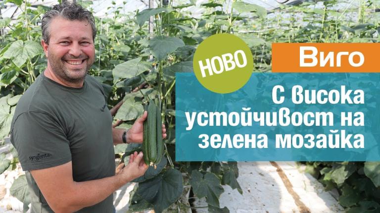 Виго: нов сорт с висока устойчивост на зелена мозайка
