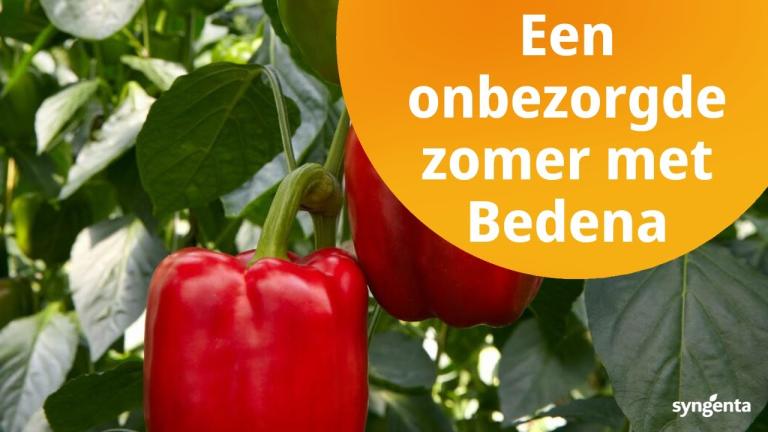 Een onbezorgde zomer met Bedena