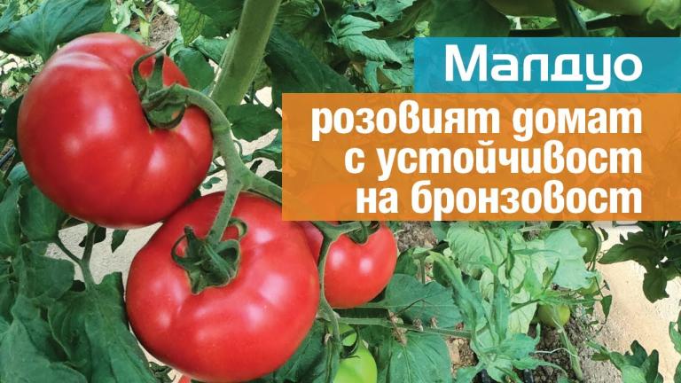 Малдуо: розовият домат с висока устойчивост на бронзовост