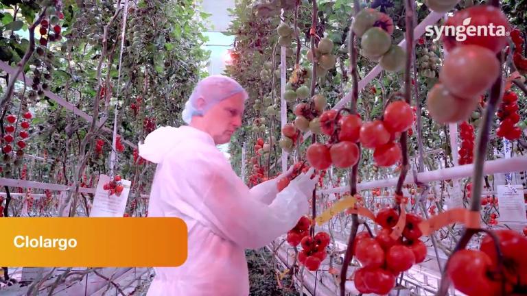 Clolargo (TIAC23-0043), productie van tros grof met de mooie presentatie van middelgrof