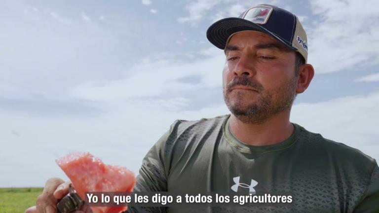 I LOVE WATERMELON SYNGENTA- Rancho El Milagro- Ojinaja, Chihuahua