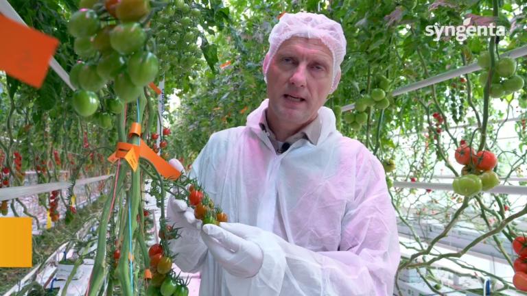 Tomato Adorelle ENG