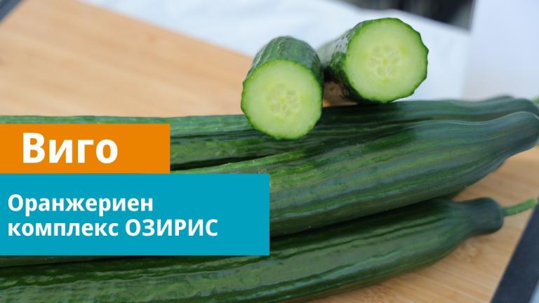 🥒 Виго F1 – Краставицата, която осигурява стабилност, качество и висок добив!