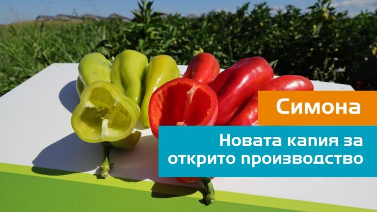 Симона: Новата капия за открито производство