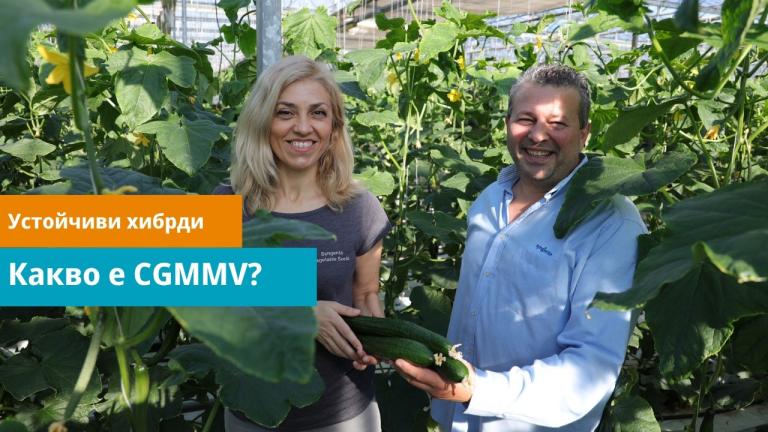 🥒 CGMMV – Скритата заплаха в оранжерията и как да я победим