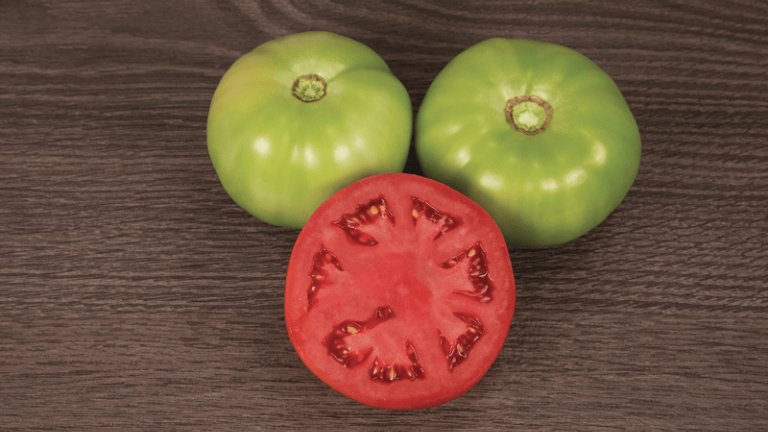Tomato Portfolio | Syngenta Vegetable Seeds US