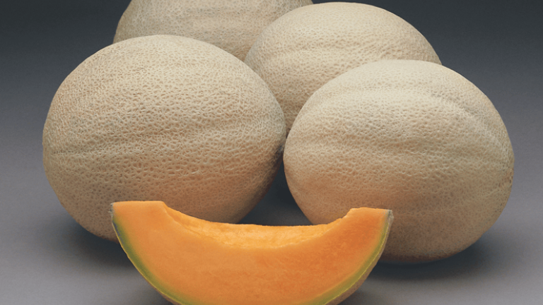 MS4313 - Variety Melon | Syngenta Vegetable Seeds US